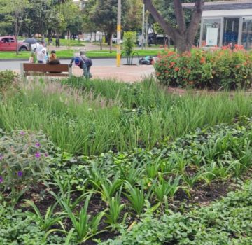 Jardines del espacio público renovado